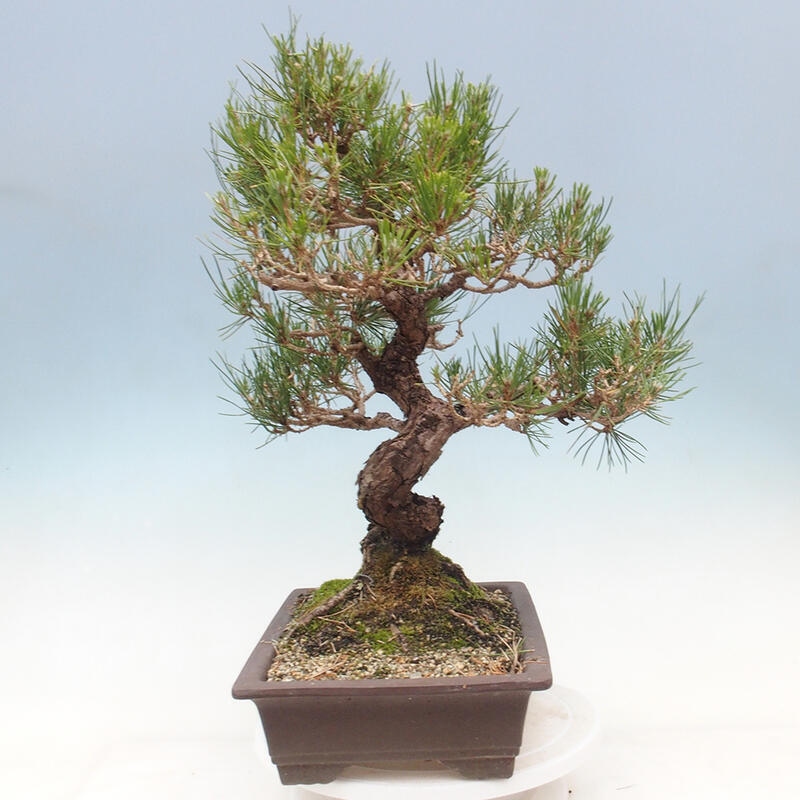 Outdoor bonsai - Pinus thunbergii - Thunbergia pine