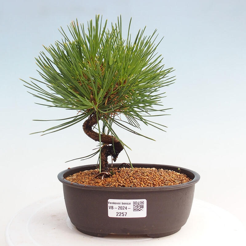 Outdoor bonsai - Pinus thunbergii - Thunbergia pine