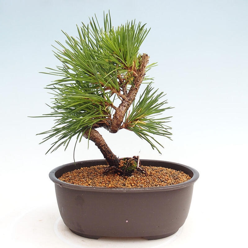 Outdoor bonsai - Pinus thunbergii - Thunbergia pine