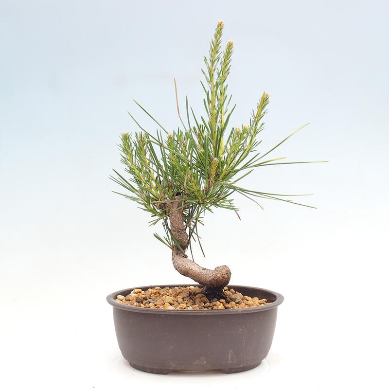 Outdoor bonsai - Pinus thunbergii - Thunbergia pine