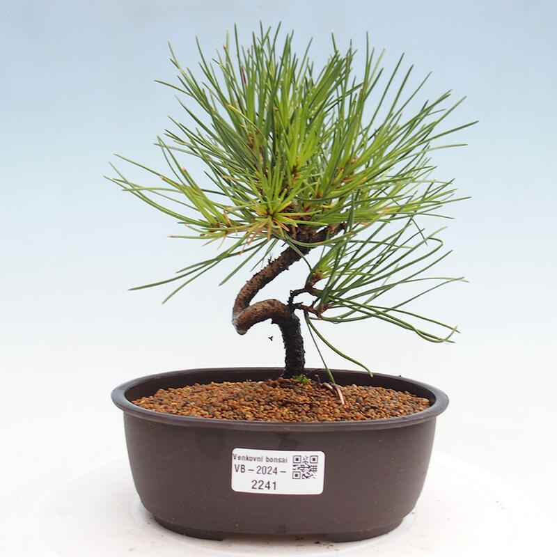 Outdoor bonsai - Pinus thunbergii - Thunbergia pine