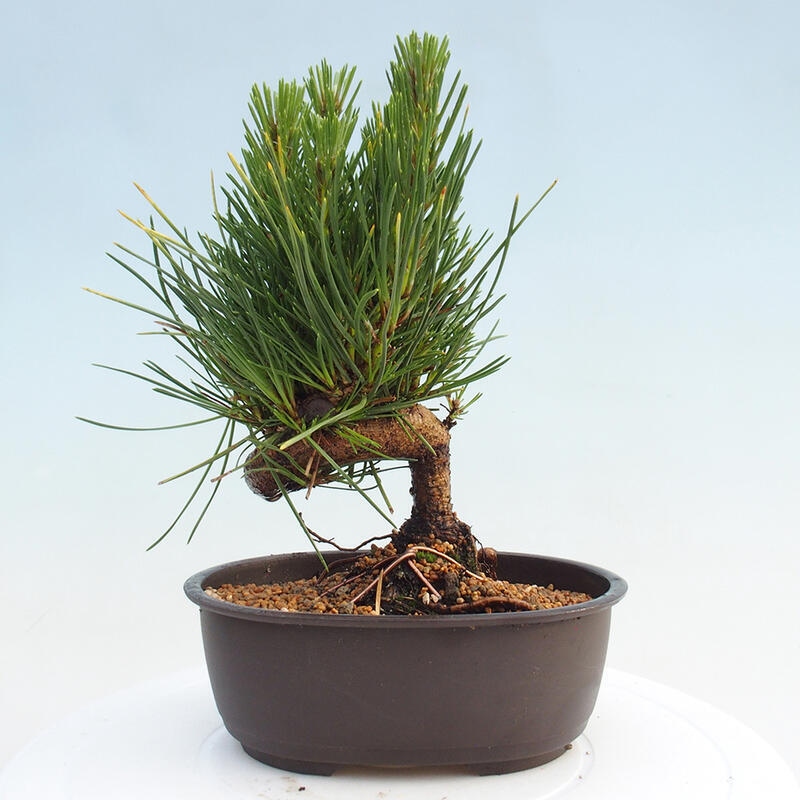 Outdoor bonsai - Pinus thunbergii - Thunbergia pine