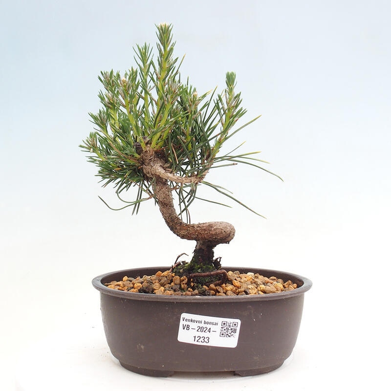 Outdoor bonsai - Pinus thunbergii - Thunbergia pine