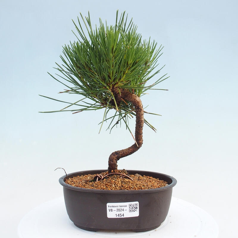 Outdoor bonsai - Pinus thunbergii - Thunbergia pine