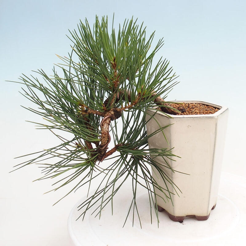 Outdoor bonsai - Pinus thunbergii - Thunbergia pine