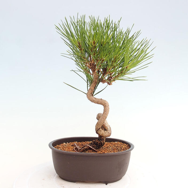 Outdoor bonsai - Pinus thunbergii - Thunbergia pine