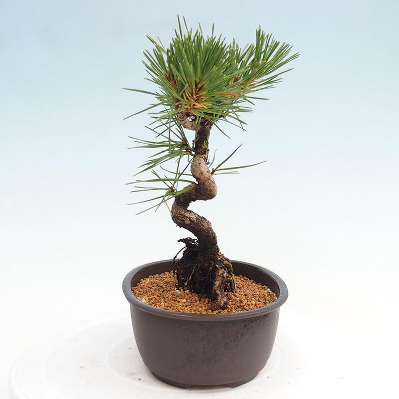 Outdoor bonsai - Pinus thunbergii - Thunbergia pine