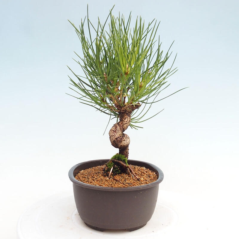 Outdoor bonsai - Pinus thunbergii - Thunbergia pine