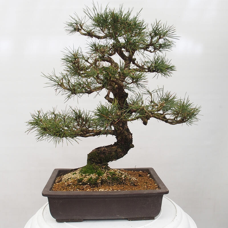 Outdoor bonsai - Pinus thunbergii - Thunberg pine