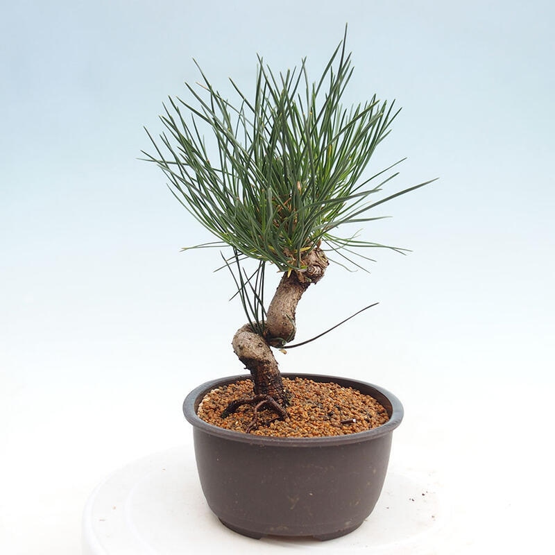 Outdoor bonsai - Pinus thunbergii - Thunbergia pine