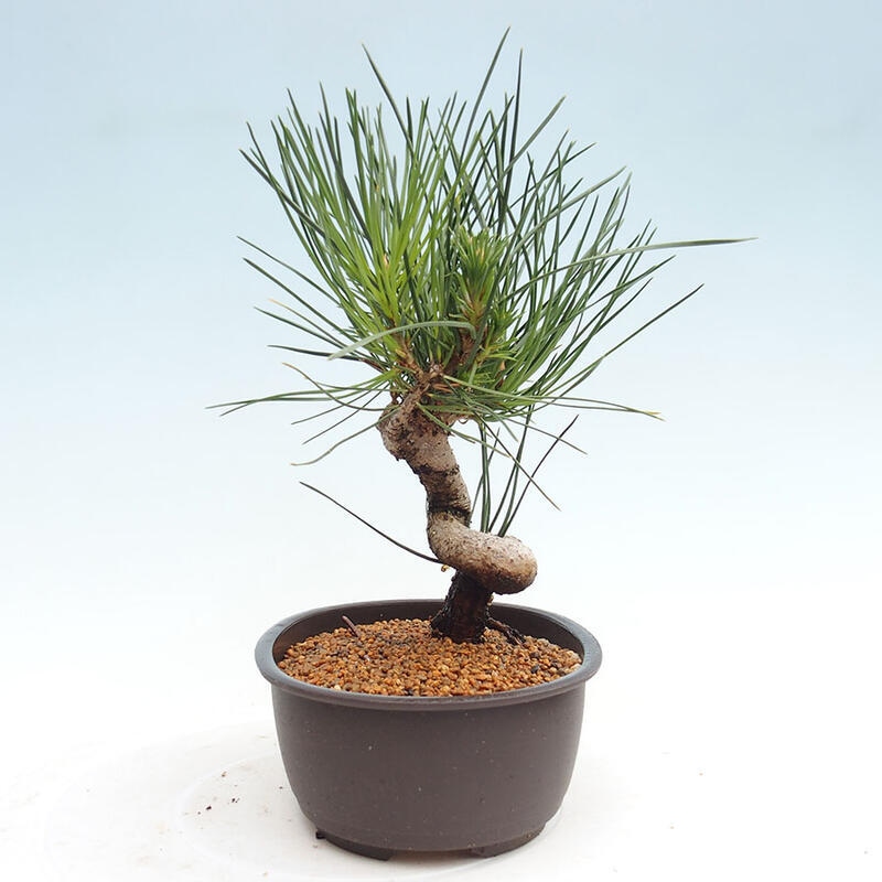 Outdoor bonsai - Pinus thunbergii - Thunbergia pine