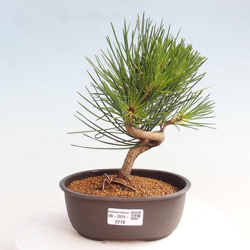 Outdoor bonsai - Pinus thunbergii - Thunbergia pine