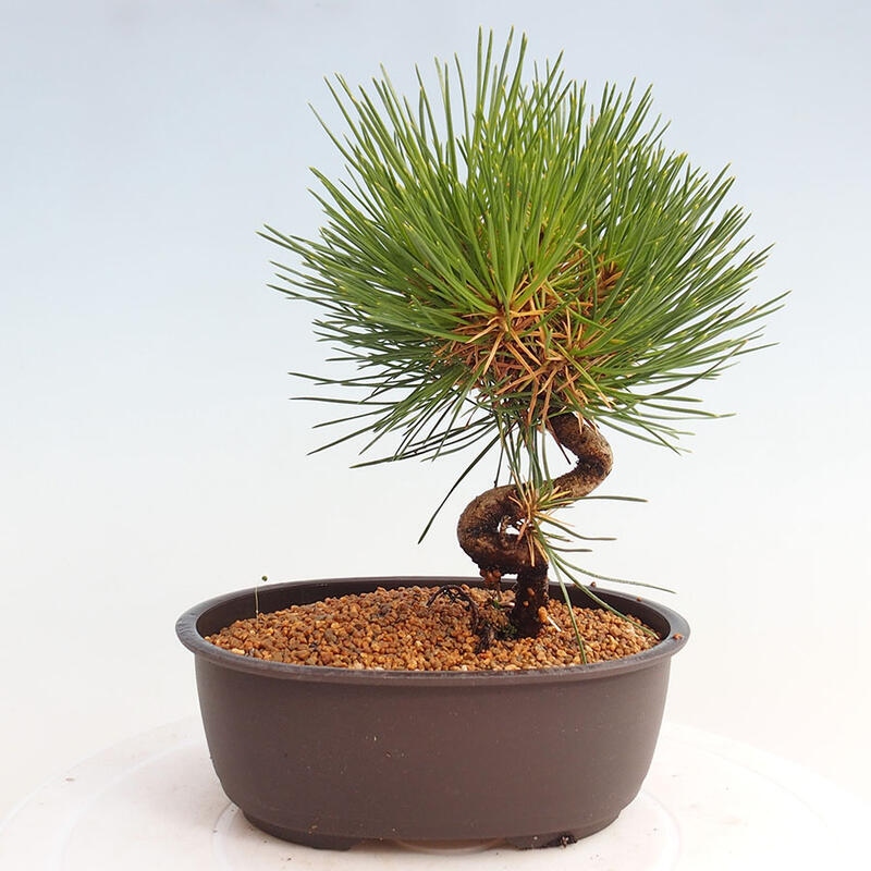 Outdoor bonsai - Pinus thunbergii - Thunbergia pine