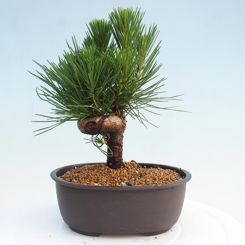 Outdoor bonsai - Pinus thunbergii - Thunbergia pine