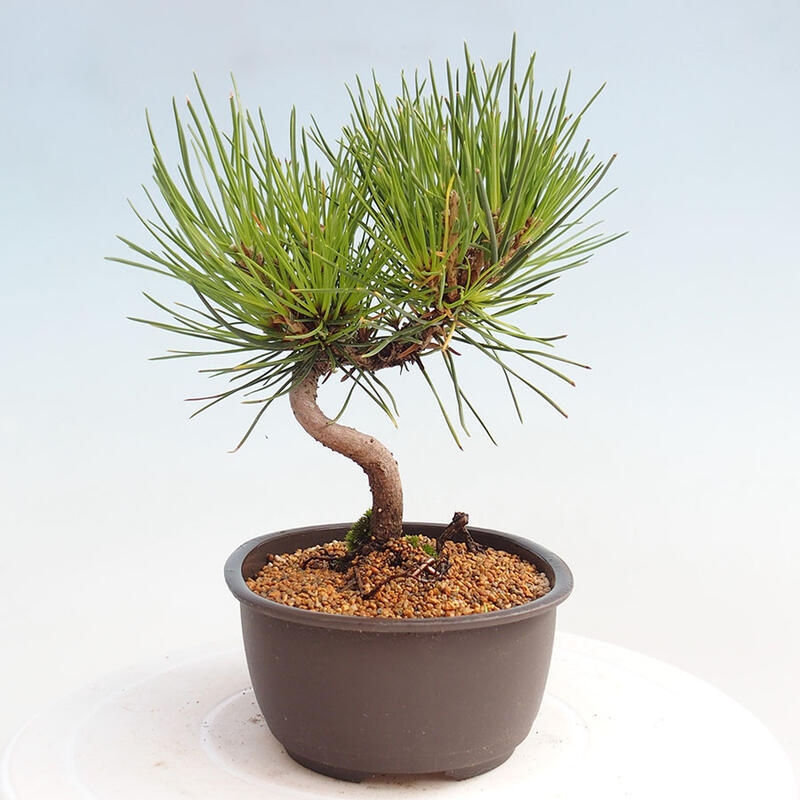 Outdoor bonsai - Pinus thunbergii - Thunbergia pine