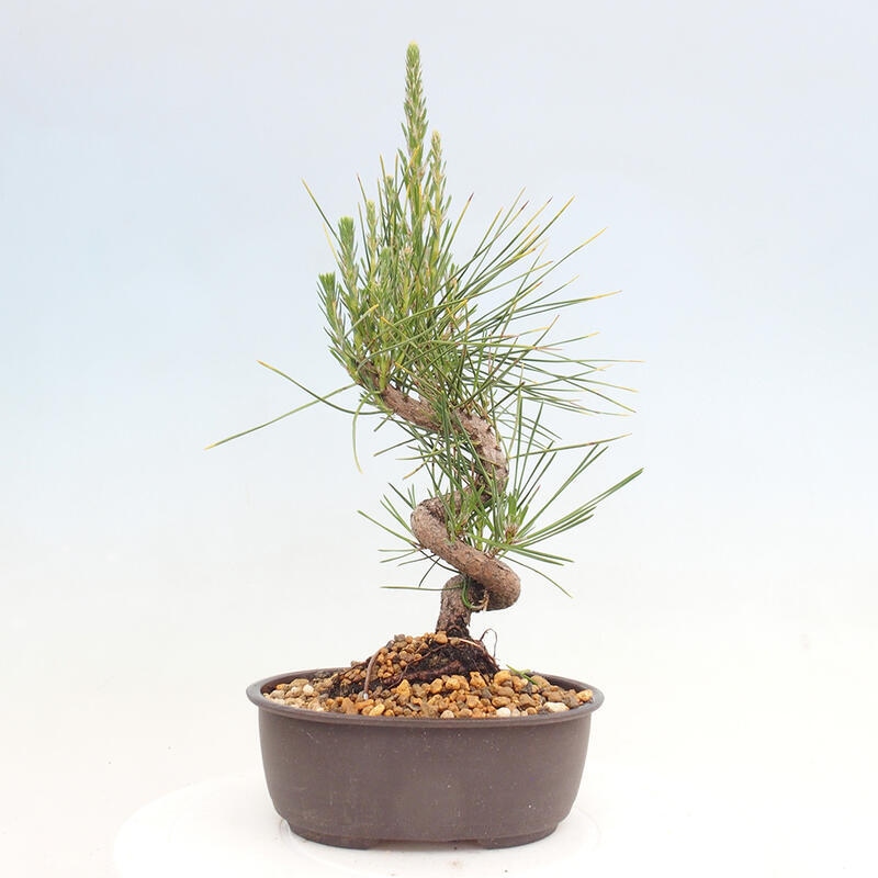 Outdoor bonsai - Pinus thunbergii - Thunbergia pine