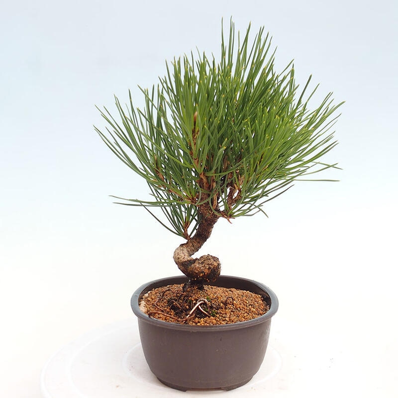 Outdoor bonsai - Pinus thunbergii - Thunbergia pine