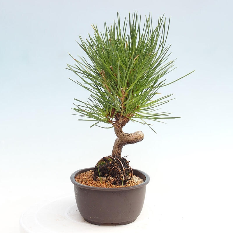 Outdoor bonsai - Pinus thunbergii - Thunbergia pine