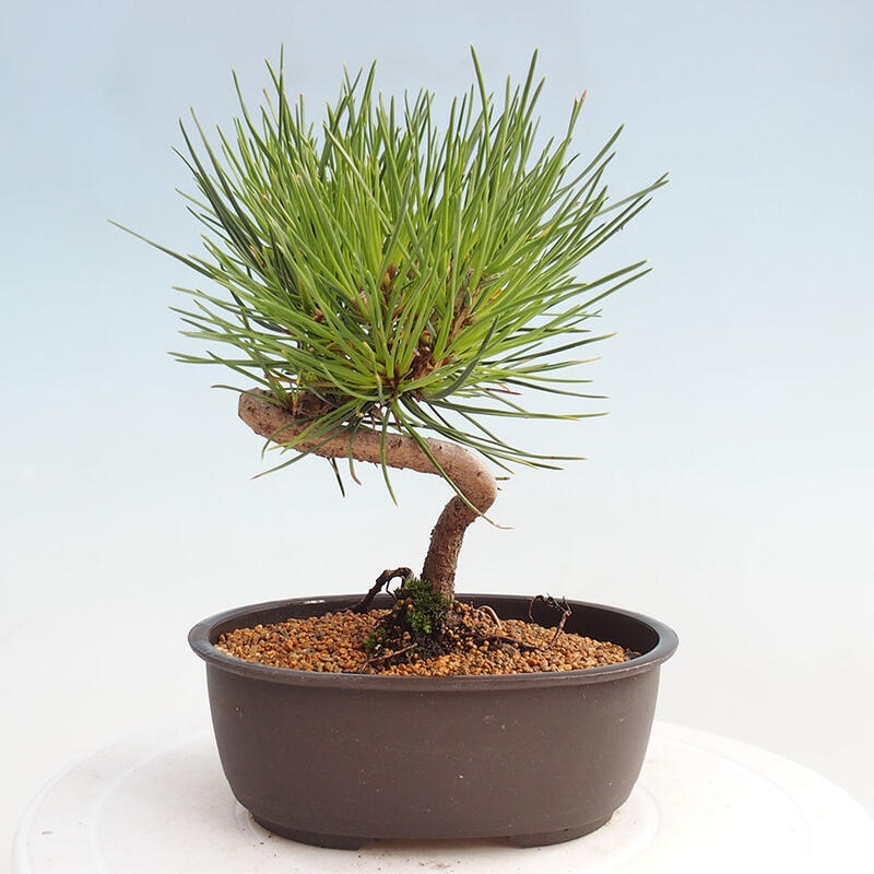 Outdoor bonsai - Pinus thunbergii - Thunbergia pine