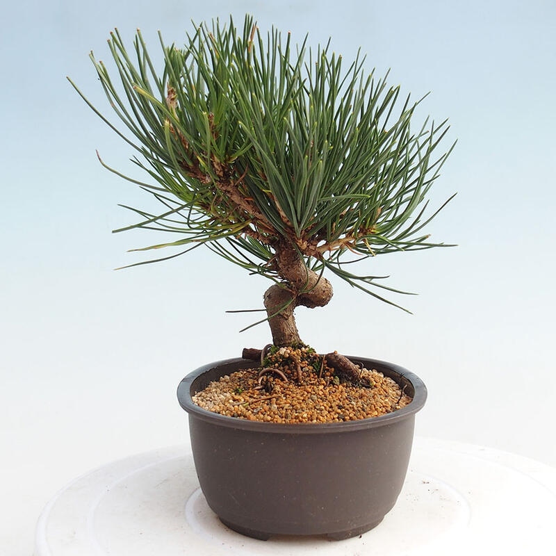 Outdoor bonsai - Pinus thunbergii - Thunbergia pine