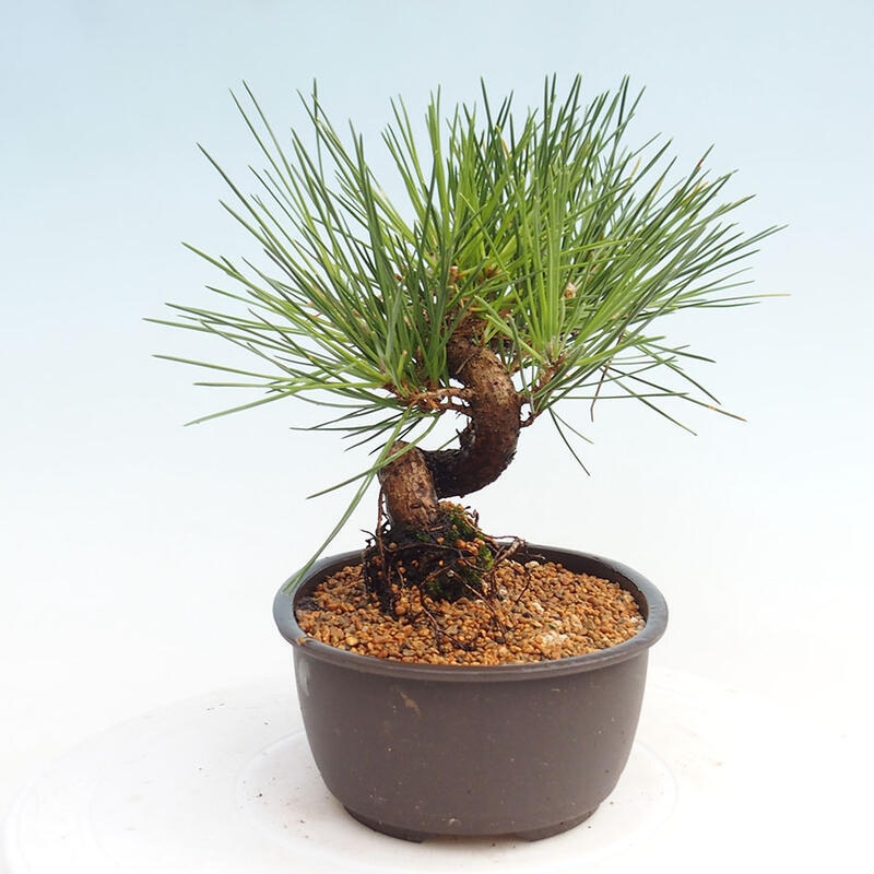 Outdoor bonsai - Pinus thunbergii - Thunbergia pine