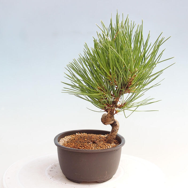 Outdoor bonsai - Pinus thunbergii - Thunbergia pine