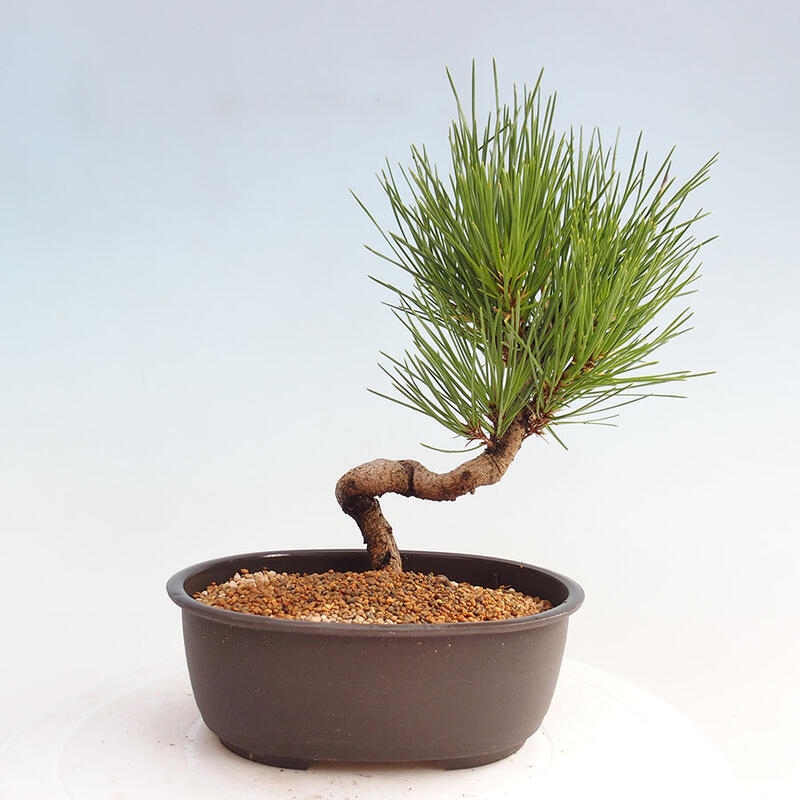 Outdoor bonsai - Pinus thunbergii - Thunbergia pine