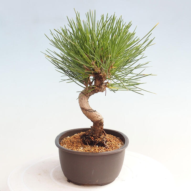 Outdoor bonsai - Pinus thunbergii - Thunbergia pine