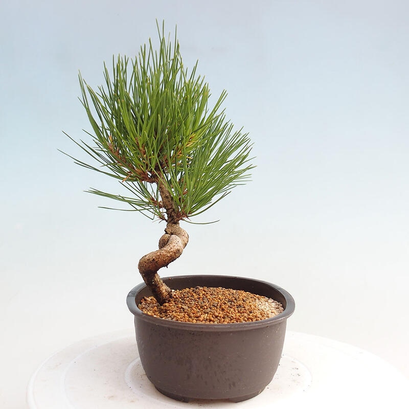 Outdoor bonsai - Pinus thunbergii - Thunbergia pine