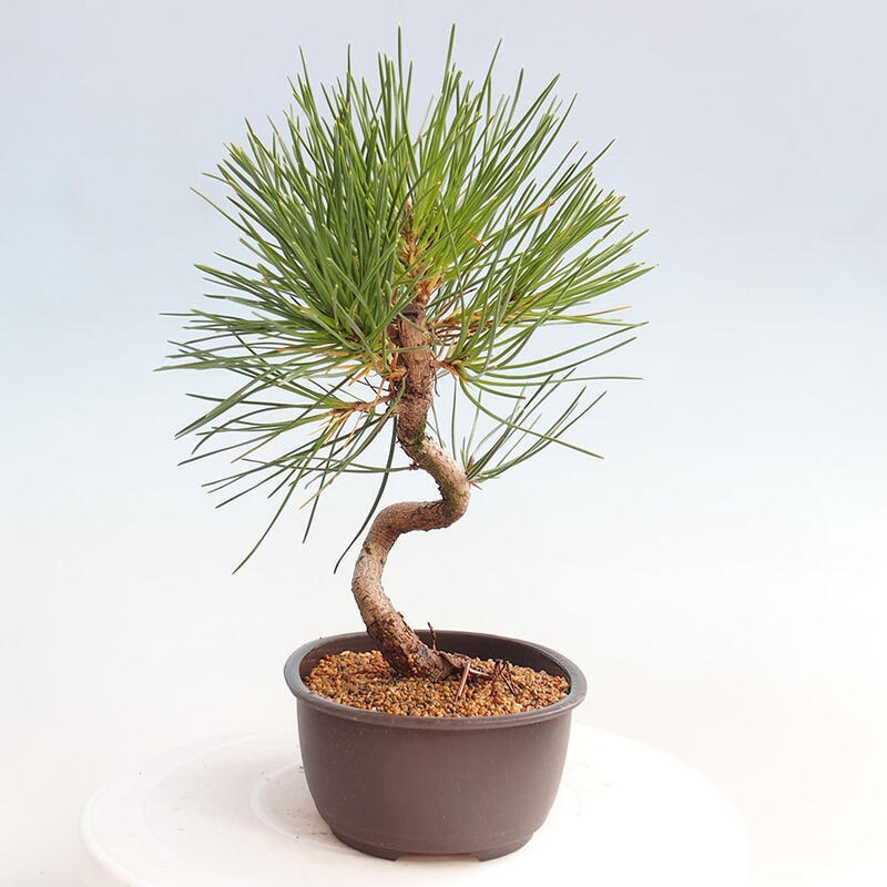 Outdoor bonsai - Pinus thunbergii - Thunbergia pine