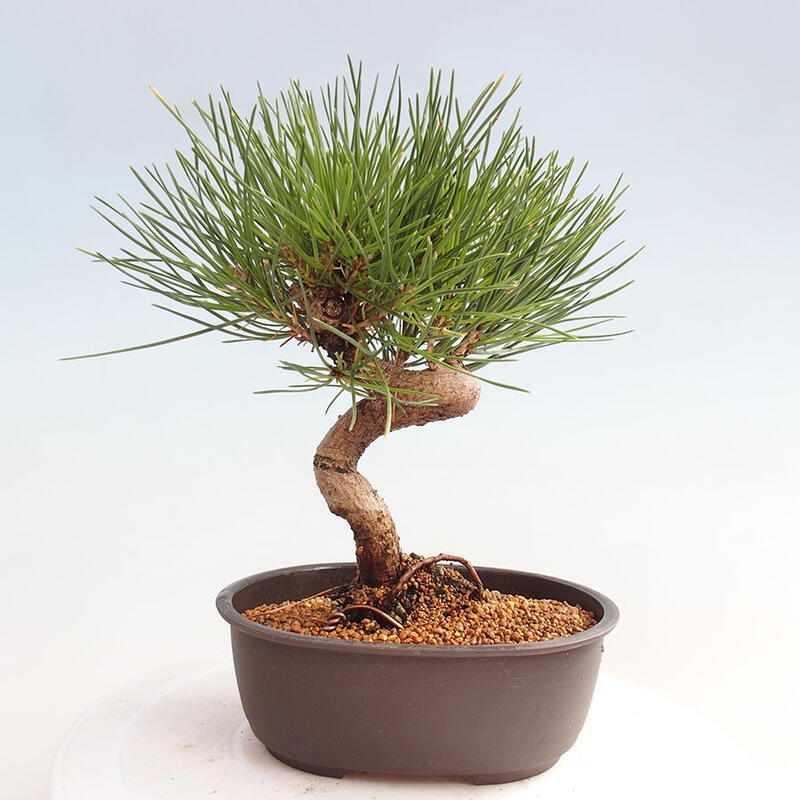 Outdoor bonsai - Pinus thunbergii - Thunbergia pine