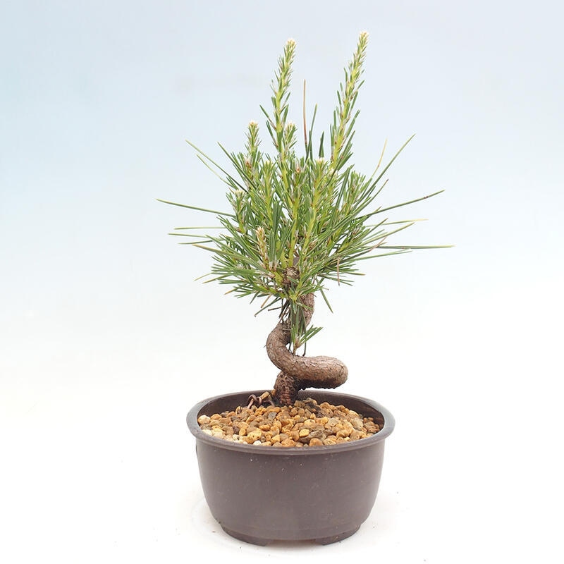 Outdoor bonsai - Pinus thunbergii - Thunbergia pine