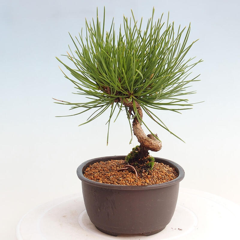 Outdoor bonsai - Pinus thunbergii - Thunbergia pine