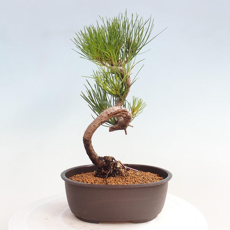 Outdoor bonsai - Pinus thunbergii - Thunbergia pine