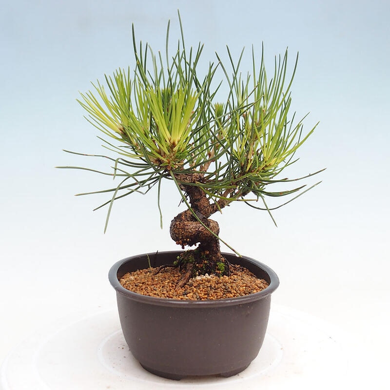 Outdoor bonsai - Pinus thunbergii - Thunbergia pine