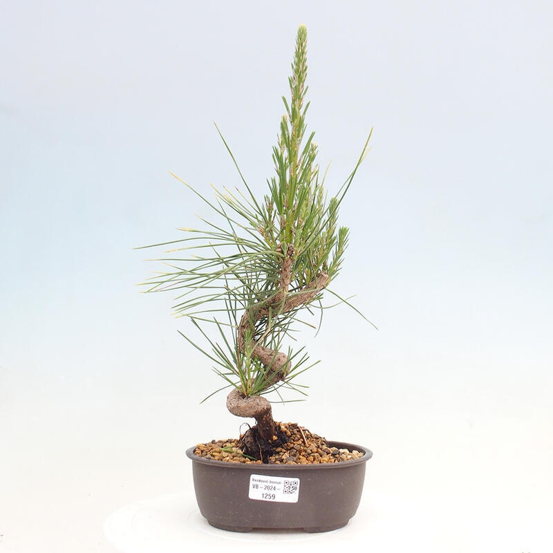 Outdoor bonsai - Pinus thunbergii - Thunbergia pine