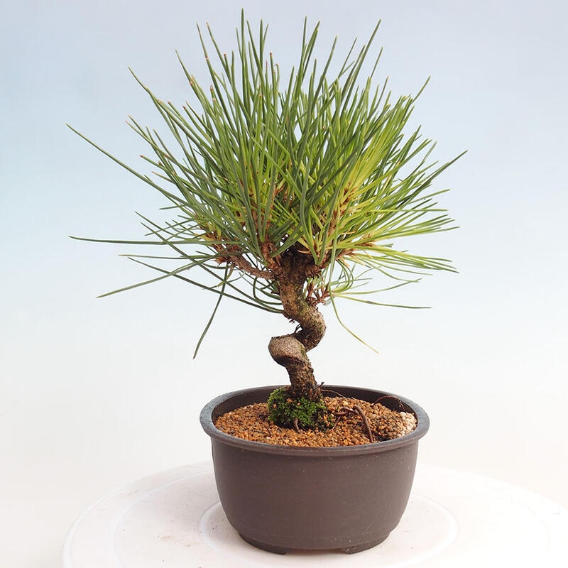 Outdoor bonsai - Pinus thunbergii - Thunbergia pine