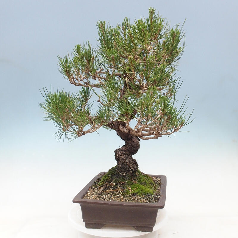 Outdoor bonsai - Pinus thunbergii - Thunbergia pine