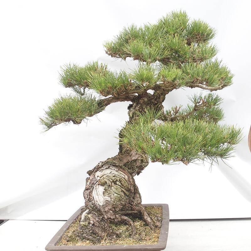 Outdoor bonsai - Pinus thunbergii - Thunberg pine