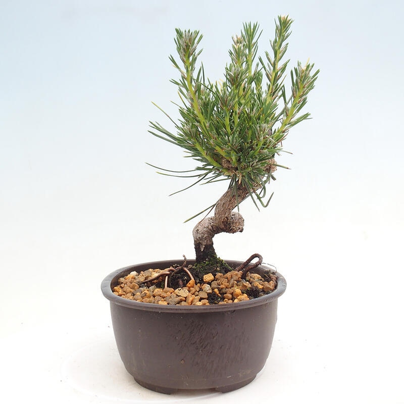 Outdoor bonsai - Pinus thunbergii - Thunbergia pine