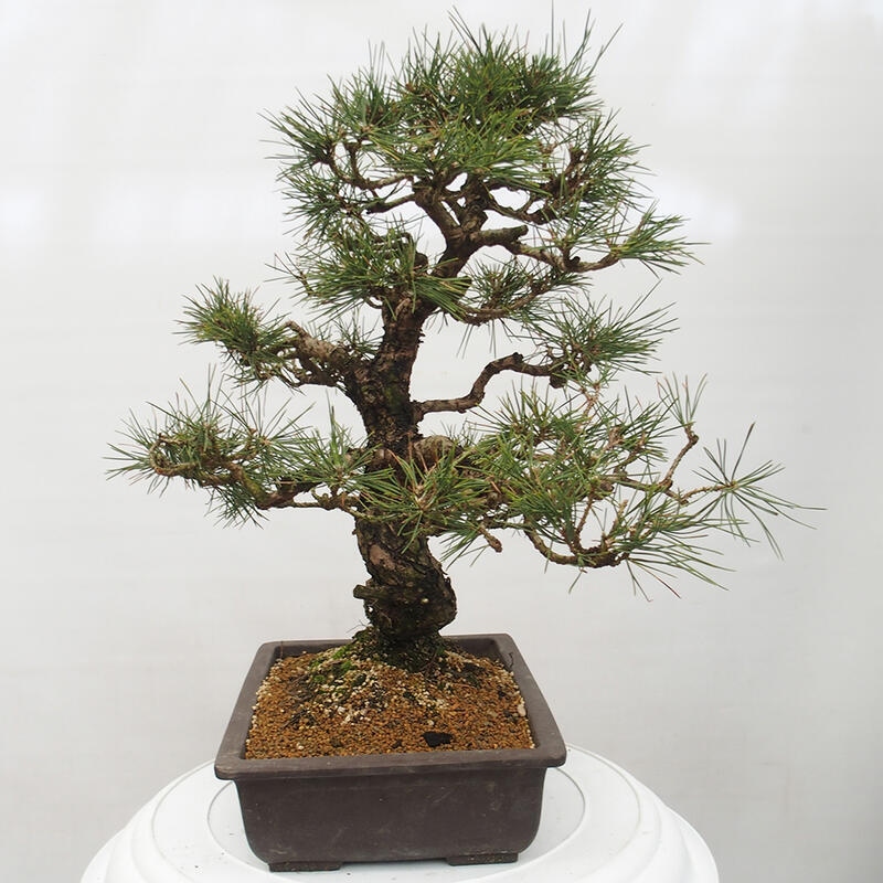 Outdoor bonsai - Pinus thunbergii - Thunberg pine