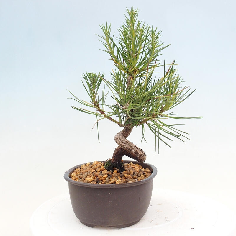 Outdoor bonsai - Pinus thunbergii - Thunbergia pine