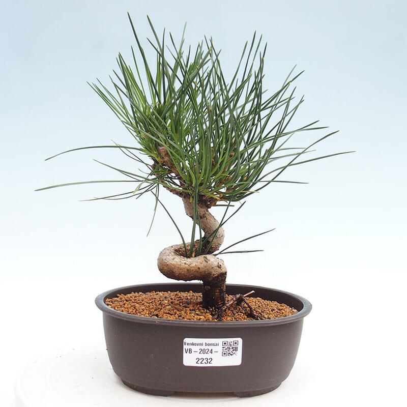 Outdoor bonsai - Pinus thunbergii - Thunbergia pine