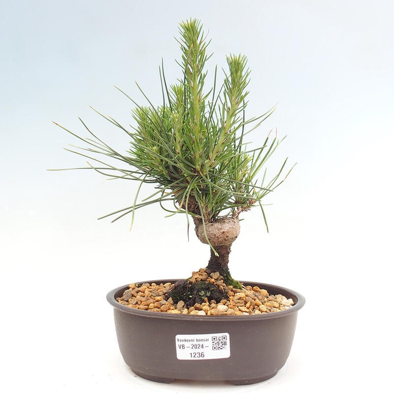 Outdoor bonsai - Pinus thunbergii - Thunbergia pine