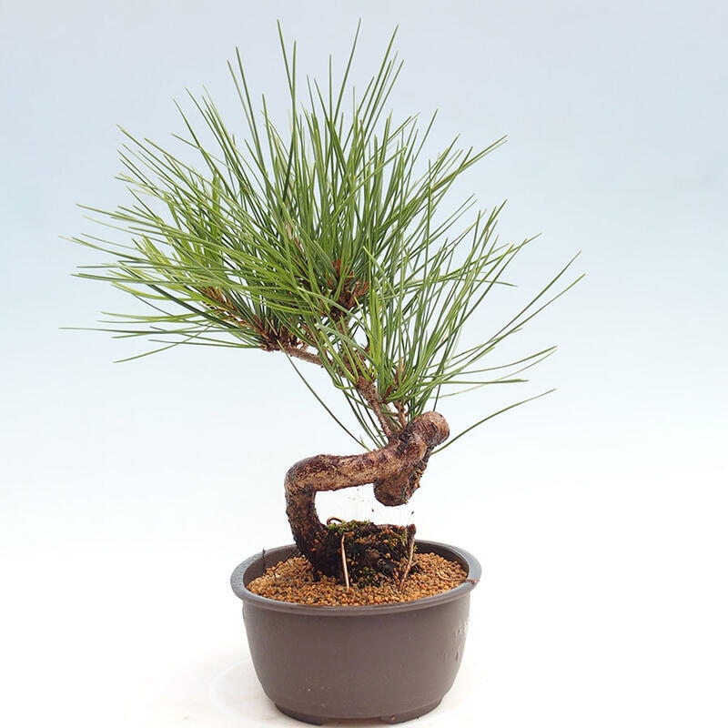 Outdoor bonsai - Pinus thunbergii - Thunbergia pine