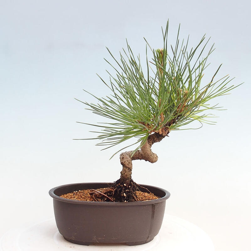 Outdoor bonsai - Pinus thunbergii - Thunbergia pine