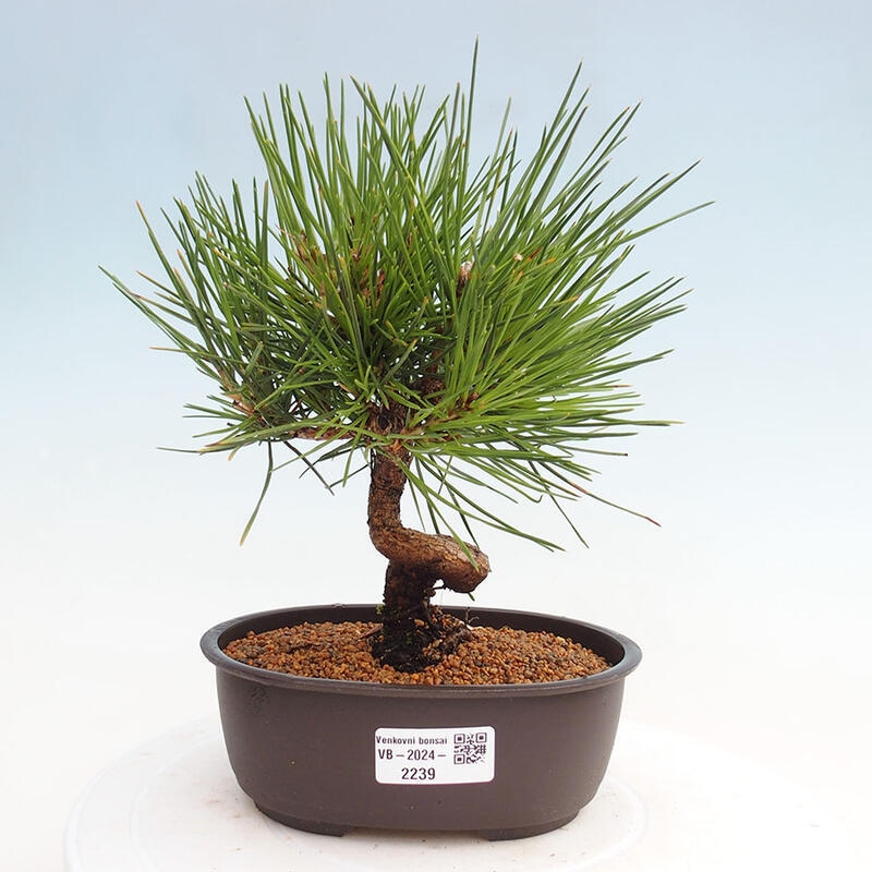 Outdoor bonsai - Pinus thunbergii - Thunbergia pine