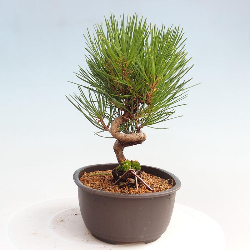 Outdoor bonsai - Pinus thunbergii - Thunbergia pine