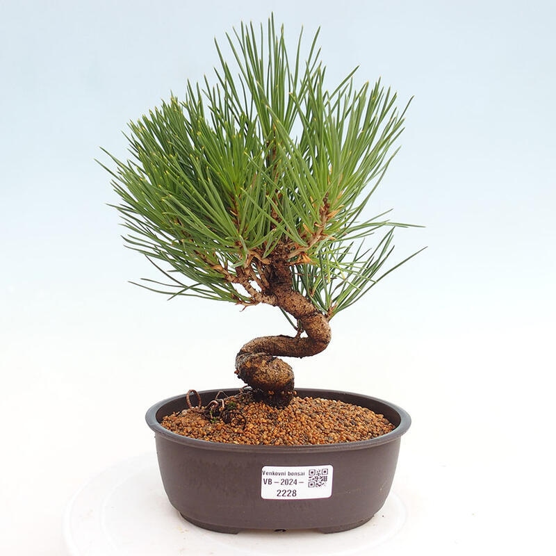 Outdoor bonsai - Pinus thunbergii - Thunbergia pine