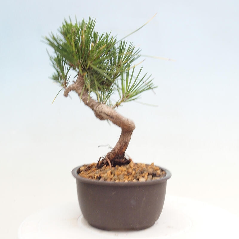 Outdoor bonsai - Pinus thunbergii - Thunbergia pine